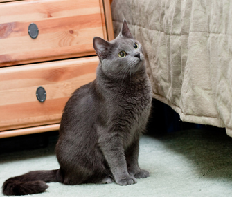猫比狗做得更好的6件事